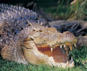 Featherdale Wildlife Park - 1 Gold Coast 1