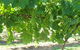 Razorback Ridge Wines - thumb 2