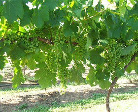 Razorback Ridge Wines - Accommodation Gold Coast 2