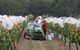 Razorback Ridge Wines - thumb 7