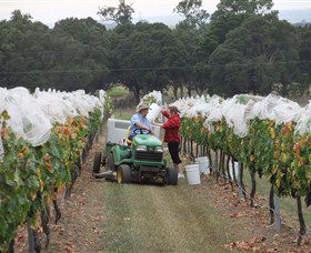 Razorback Ridge Wines - Accommodation Gold Coast 7