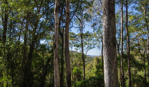 Basin Loop Track - 1 Gold Coast 3