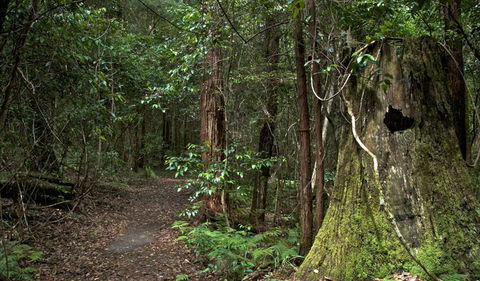 Jerusalem Creek Trail - Gold Coast 4U 1