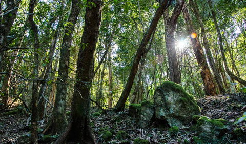 Hidden Treasure Track - 1 Gold Coast 1