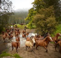 Glenworth Valley Horse Riding - Accommodation Gold Coast