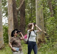 Chichester State Forest - Gold Coast 4U