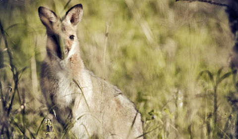 Richmond Range National Park - Accommodation Gold Coast 1