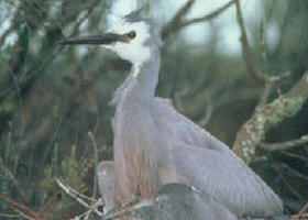 Jack Smith Lake State Game Reserve - Accommodation Gold Coast 0