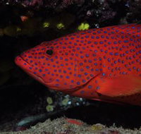 Maori Wrasse Bommie Dive Site - Accommodation Gold Coast