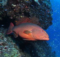 Anchor Bommie Dive Site - Accommodation Gold Coast