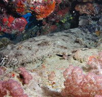 Lighthouse Bommies Dive Site - Accommodation Gold Coast