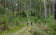 The Green Gully Track - thumb 0