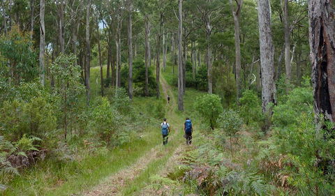 The Green Gully Track - Accommodation Gold Coast 0