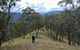 The Green Gully Track - thumb 1