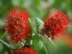 Hervey Bay Botanic Gardens - Accommodation Gold Coast 2