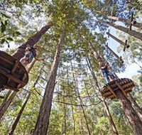 TreeTop Adventure Park Central Coast - Accommodation Gold Coast