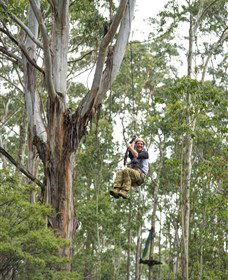 TreeTop Adventure Park Central Coast - Accommodation Gold Coast 2