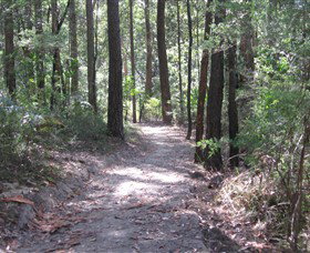 Strickland State Forest - Accommodation Gold Coast 2