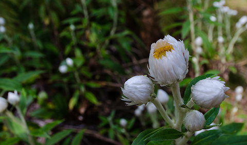 Werrikimbe National Park - Accommodation Gold Coast 3