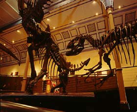 Australian Museum - Accommodation Gold Coast 1