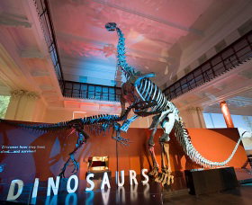 Australian Museum - Accommodation Gold Coast 0