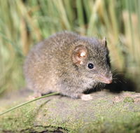 Munmorah State Conservation Area - Accommodation Gold Coast