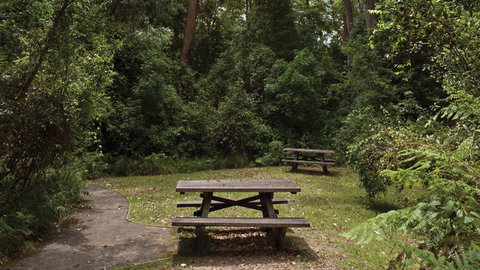 Nymboi-Binderay National Park - Accommodation Gold Coast 3