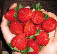 The Strawberry Farm - Accommodation Gold Coast