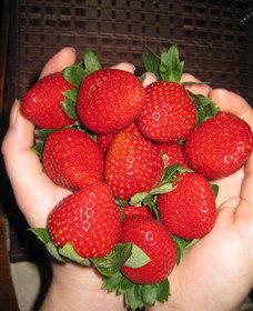 The Strawberry Farm - Accommodation Gold Coast 0