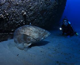 HMAS Brisbane Dive Site - Accommodation Gold Coast 3