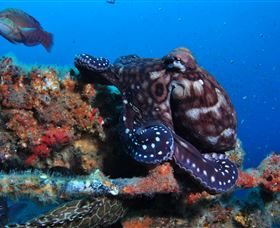 HMAS Brisbane Dive Site - Accommodation Gold Coast 2