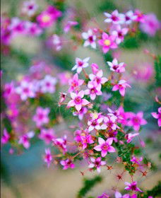 Kalbarri National Park - 1 Gold Coast 2