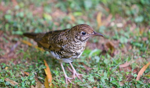 Walk With The Birds Boardwalk - Accommodation Gold Coast 1