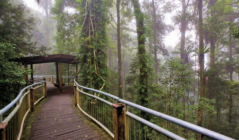 Walk With The Birds Boardwalk - Accommodation Gold Coast 3