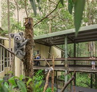 Daisy Hill Koala Centre - Accommodation Gold Coast