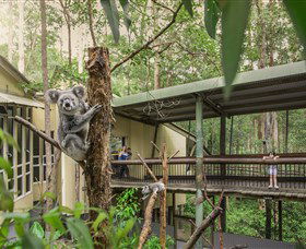 Daisy Hill Koala Centre - Accommodation Gold Coast 0