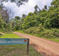 Antarctic Beech picnic area - Accommodation Gold Coast