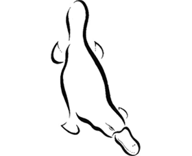 Platypus Gallery - Accommodation Gold Coast 0