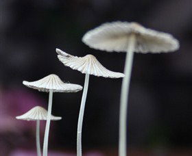 Platypus Gallery - Accommodation Gold Coast 7