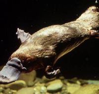 Platypus Pool - Accommodation Gold Coast