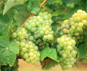 Red Tail Wines - 1 Gold Coast 0