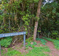 Falcorostrum loop walking track - Accommodation Gold Coast