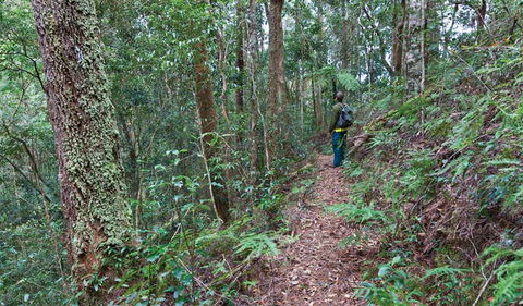 Blackbutt Walking Track - Accommodation Gold Coast 0