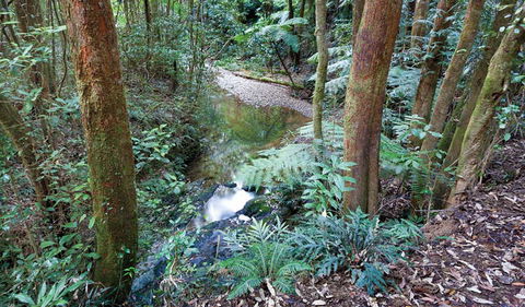 Blackbutt Walking Track - Accommodation Gold Coast 1