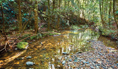 Blackbutt Walking Track - Accommodation Gold Coast 3