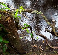 Mogo Bushwalk