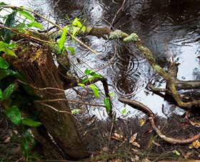 Mogo Bushwalk - Gold Coast 4U 0