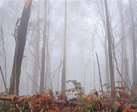Mogo Bushwalk - Gold Coast 4U 1