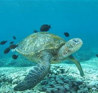 Flinders Reef Dive Site - Accommodation Gold Coast