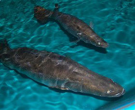 Cookabarra Restaurant And Function Centre - Tailor Made Fish Farms - Gold Coast 4U 7